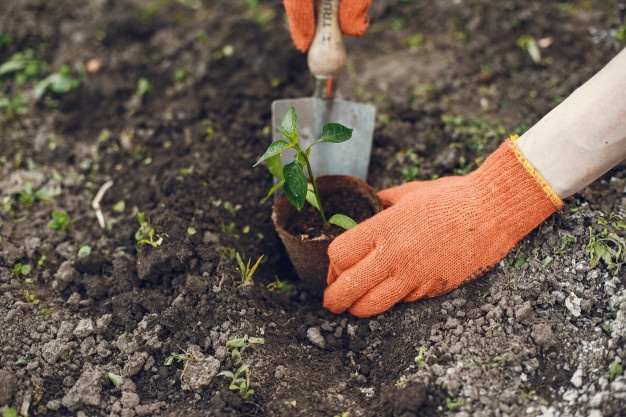 landscaping